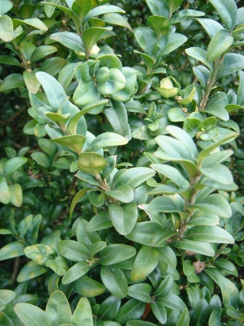Buxus sempervirens var.myrtifolia P21